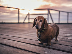 Dachshund