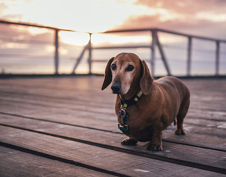 Dachshund