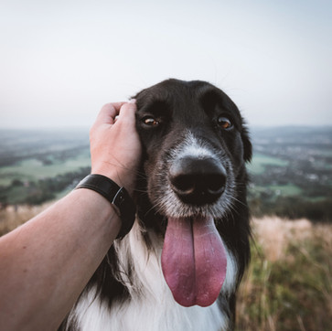 Happy Dog