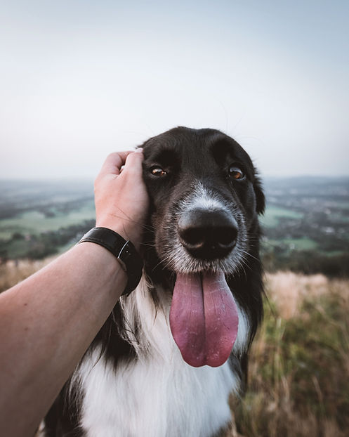 Chien heureux