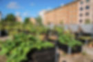 Community Garden