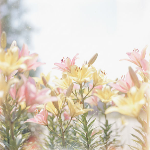 Pink And Yellow Lilies