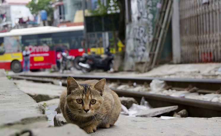 Stray cat lying on train railways in Vietnam