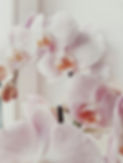 Pink Orchid Blooms