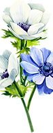 Blue And White Flowers