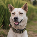 Cute Dog
