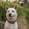 Cute Dog
