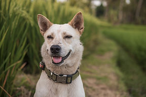 Cute Dog