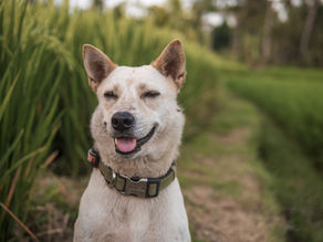 Dog wearing a collar outdoors, representing everyday use of a GPS pet tracker during walks and outdoor activities.