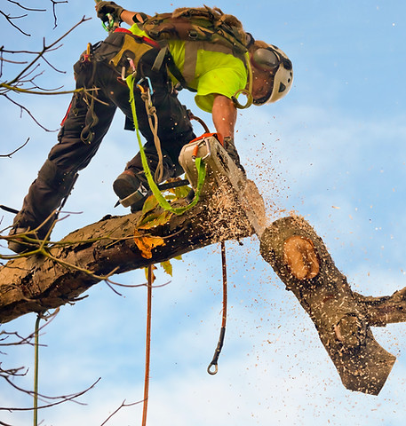 A tree surgeon fells a diseased Chestnut tree by the technique known as sectional felling