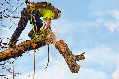 A tree surgeon fells a diseased part of the tree