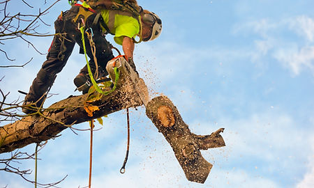 A tree surgeon cutting a big branch of a tree using a chainsaw