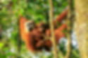 Orangutan + child