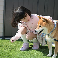庭で柴犬と遊ぶ小学生の女の子