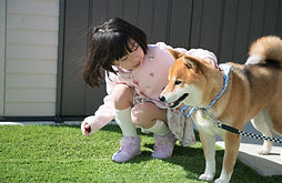 庭で柴犬と遊ぶ小学生の女の子