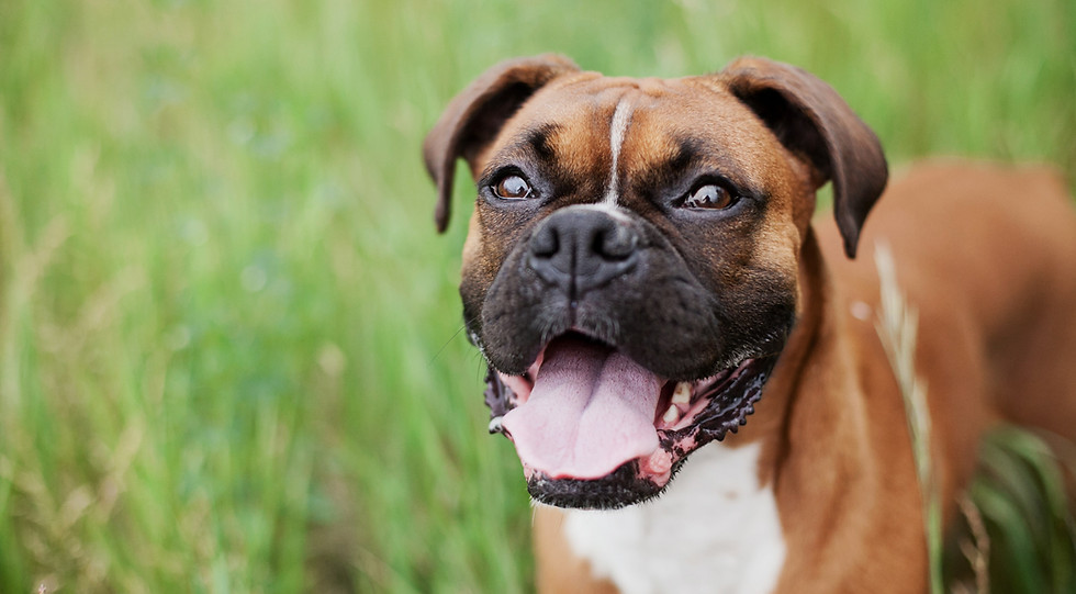 Dog