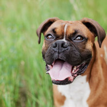 What Dog Training Method Is Best?