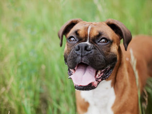 Når man klapper hunden, men spiser grisen