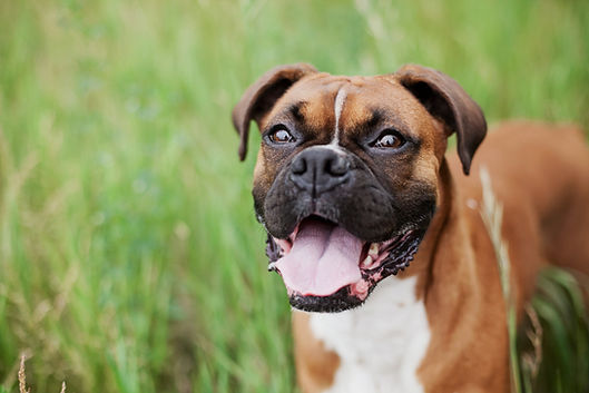 Dog