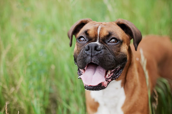 Dog