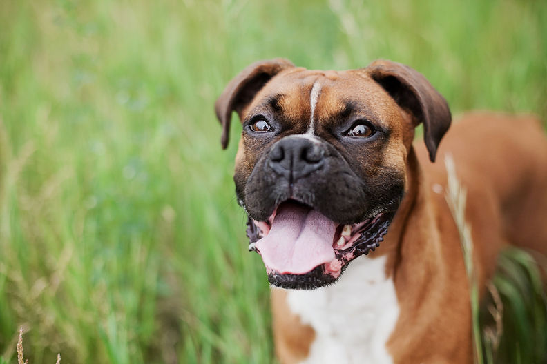 Dog