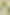 Abstract Floral Blur