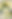 Yellow Flowers Blur