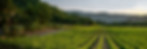 Vineyard
