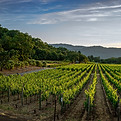Vineyard