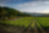 Vineyard
