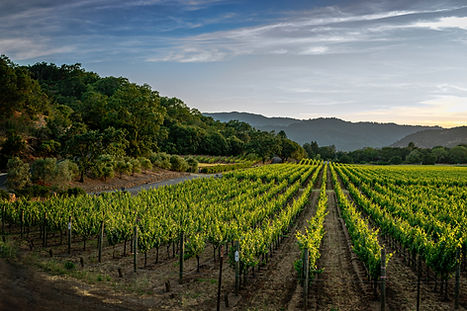 Vineyard At Sunset