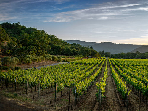 Vineyard Yoga