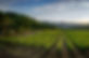 Vineyard