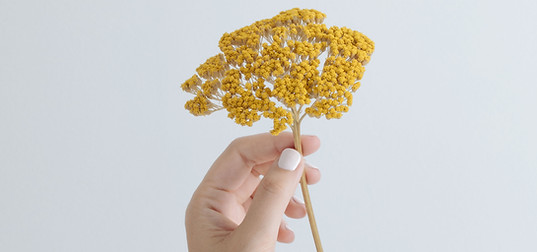 Yellow Flower