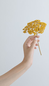Yellow Flower
