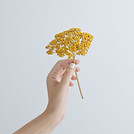Yellow Flower