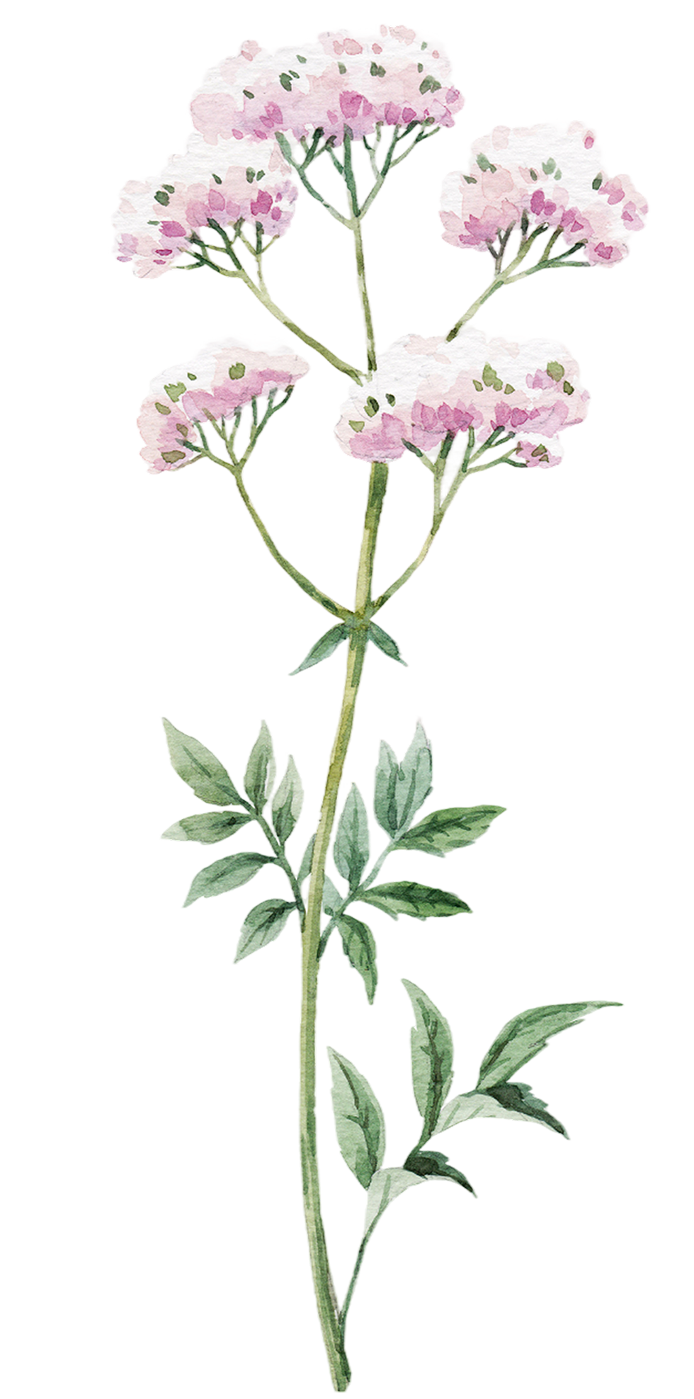 Pink Flower Illustration