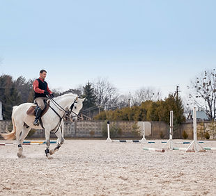 Cavalo Branco de Adestramento