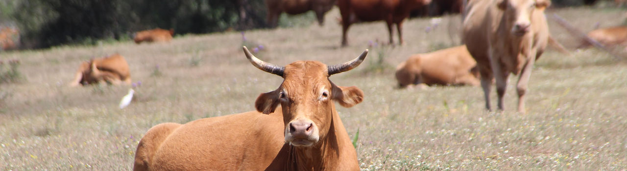 Cattle