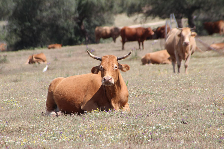 Cattle