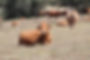 Cattle