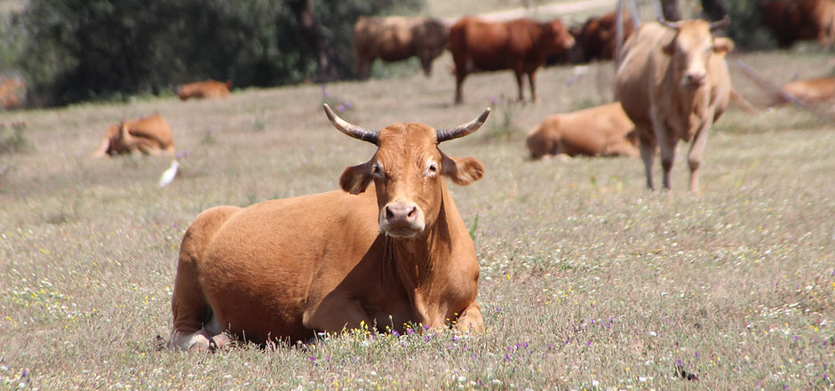 Cattle