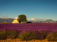 Champs de lavande en Provence