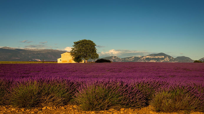 Champs de lavande en Provence