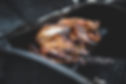 Grilled Chicken