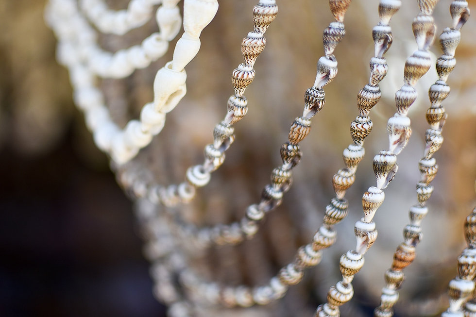Art des coquillages