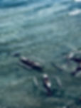 Fishing Boats