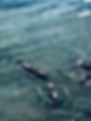 Fishing Boats