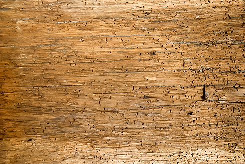 Old wooden boards background full of shipworm holes, texture