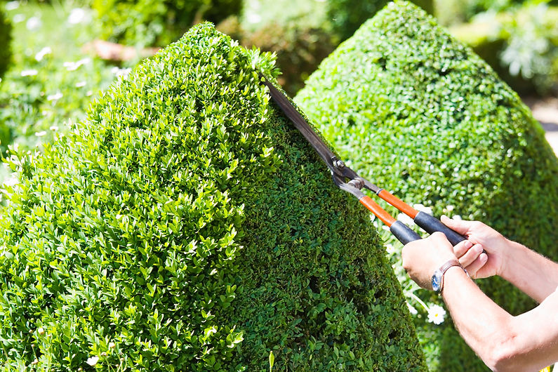 Gardener trimming a lush, green, conical hedge with orange-handled shears on a sunny day